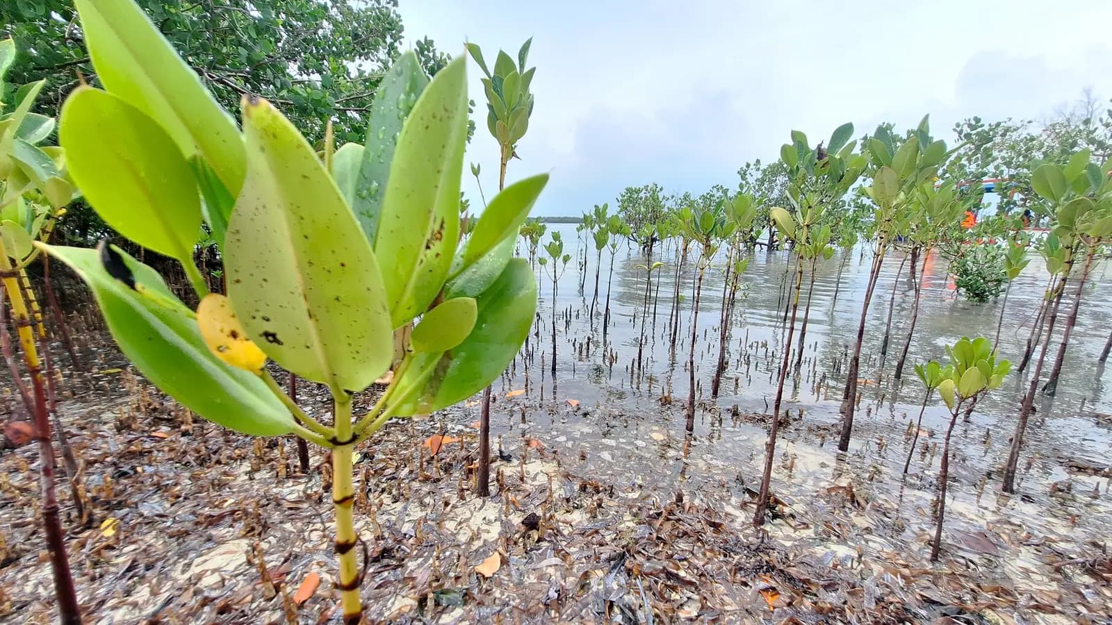 Young mangrove plants standing in shallow coastal water.