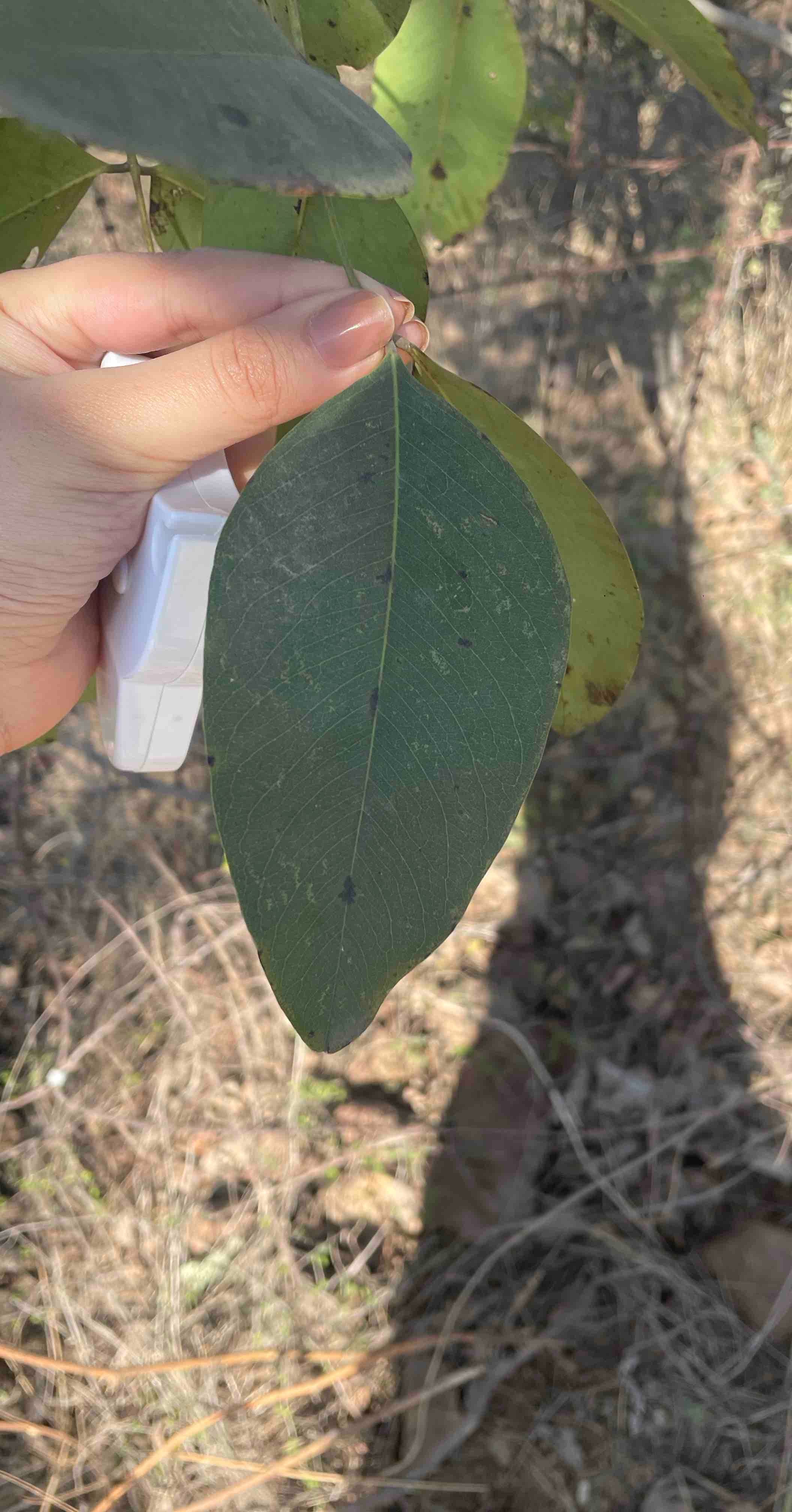 Biodiversity Metrics for Restoration Projects