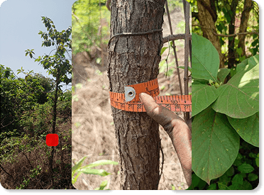 Forest fieldwork photographs showing a marked tree, a trunk measurement and leaves