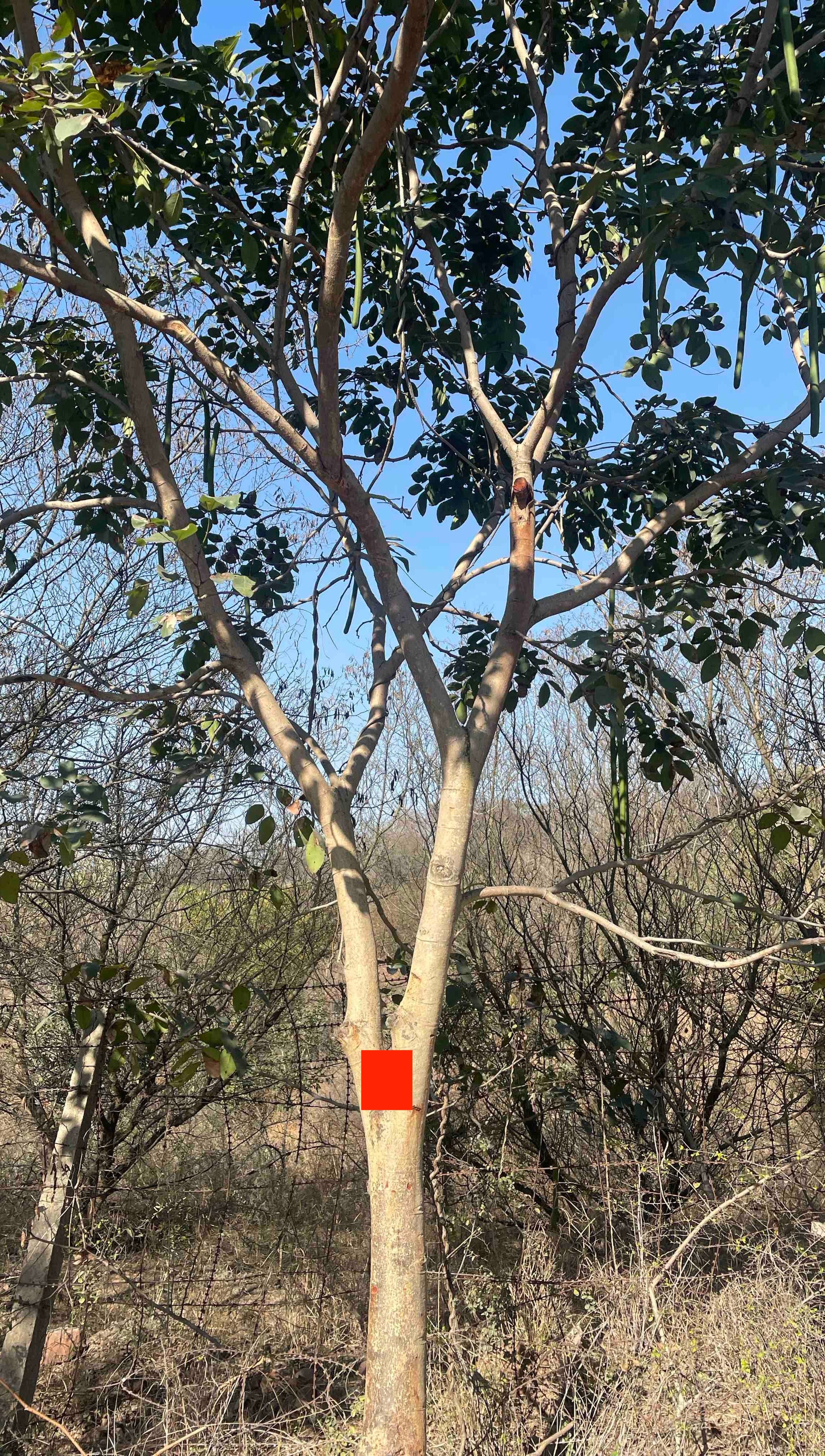Forest Carbon Accounting: From Field Data to Carbon Estimates