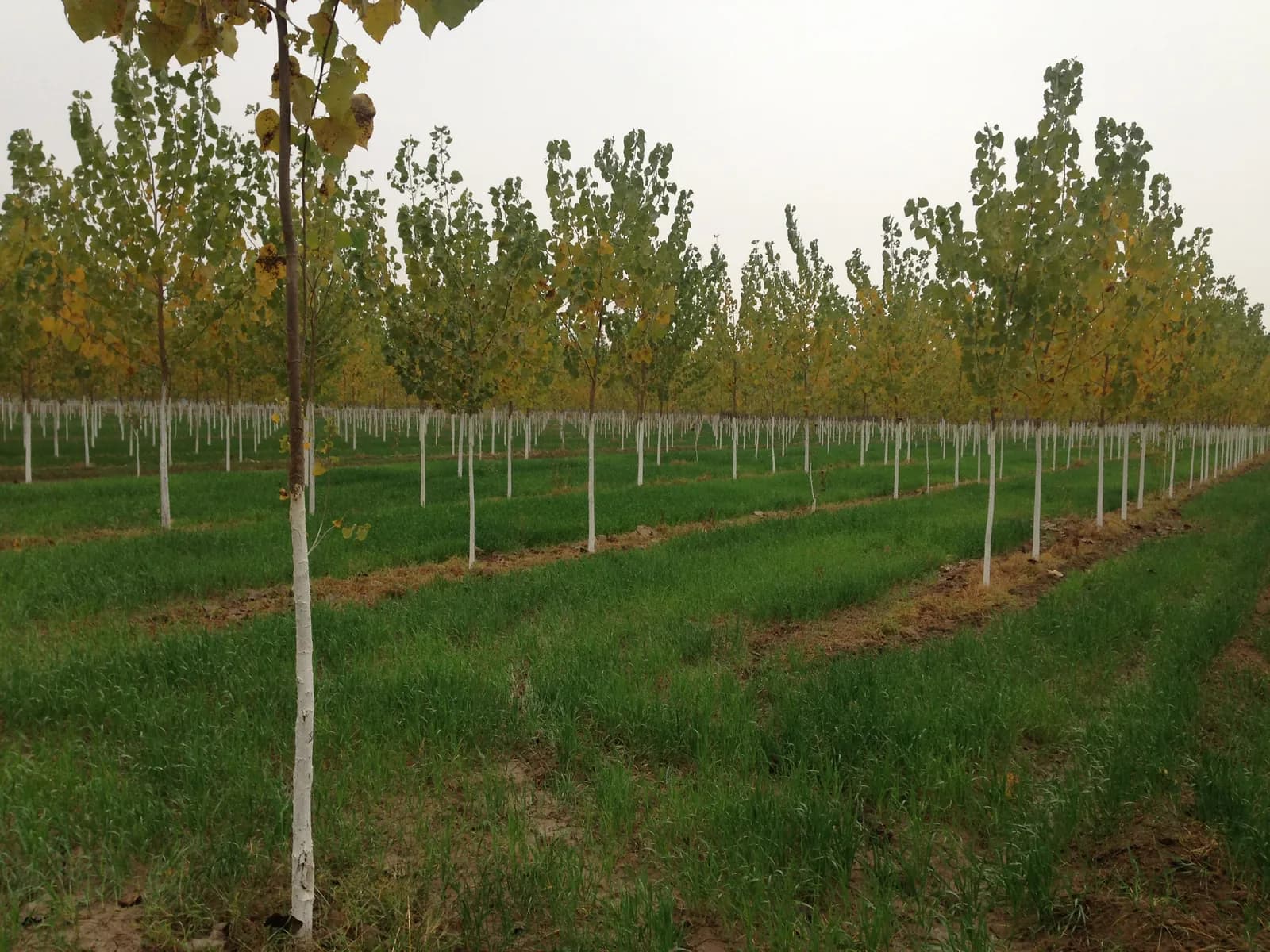 Rows of poplar trees growing with wheat in Punjab, India