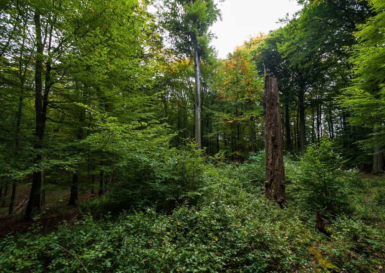 Young beech trees growing beneath an older forest canopy in Grumsiner Forst, Germany