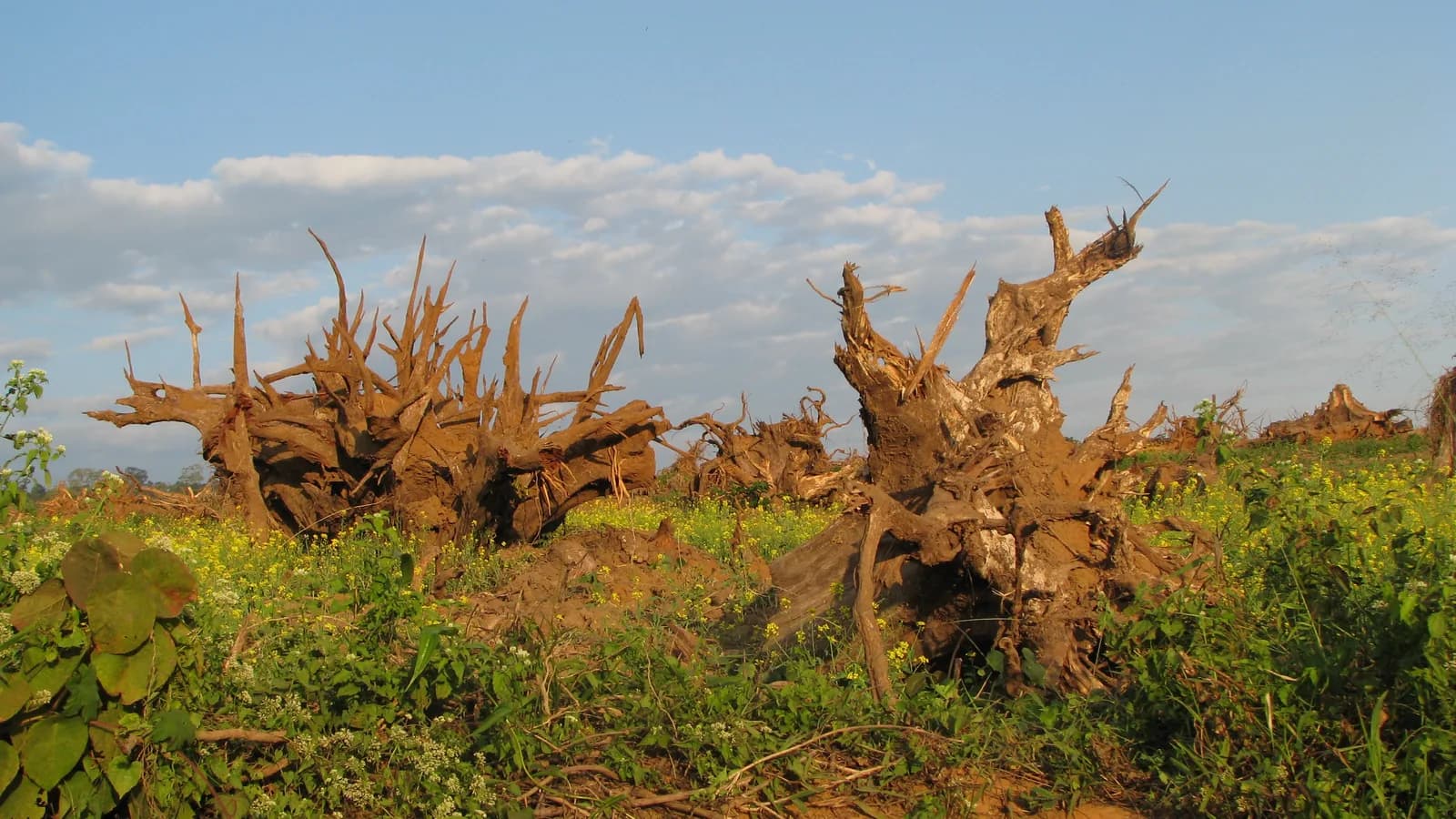 Uprooted tree stumps in cleared land around Pakke Tiger Reserve, India