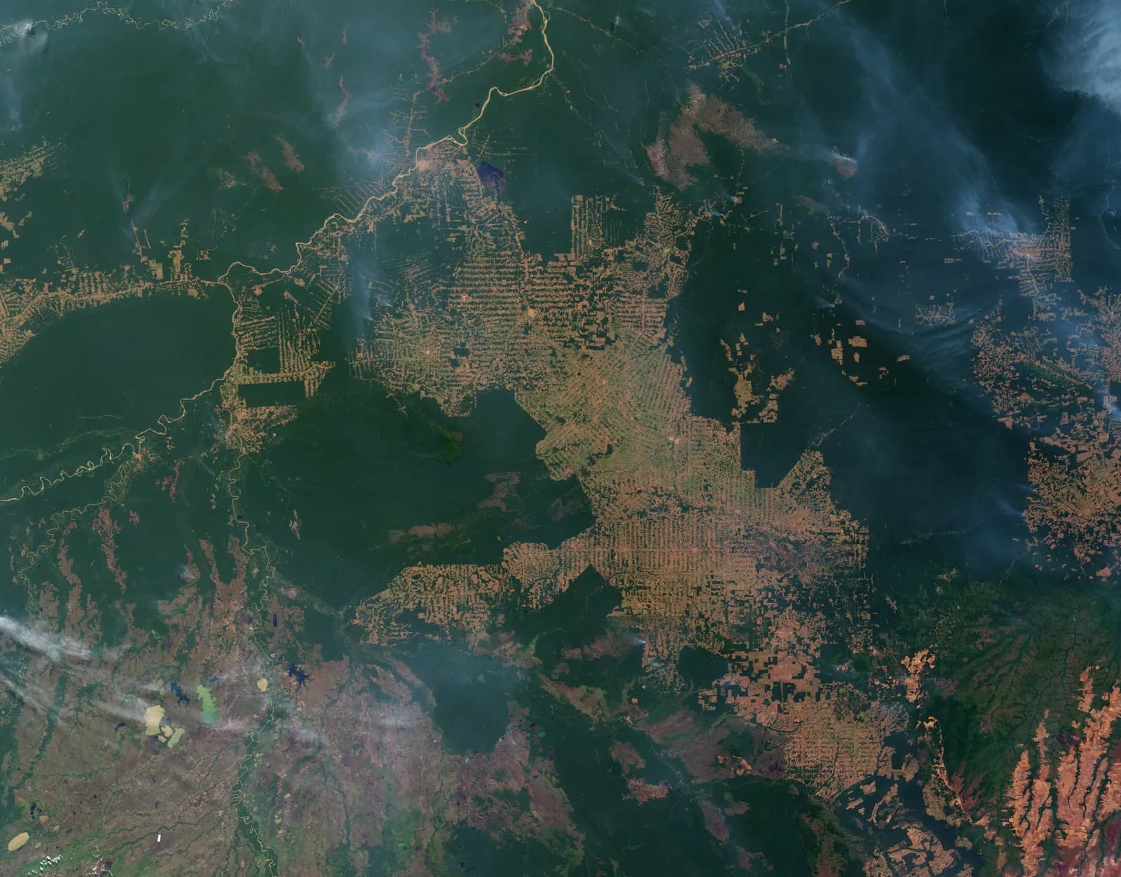 NASA satellite image showing branching clearings in the forest of Rondônia, Brazil, on 12 August 2007