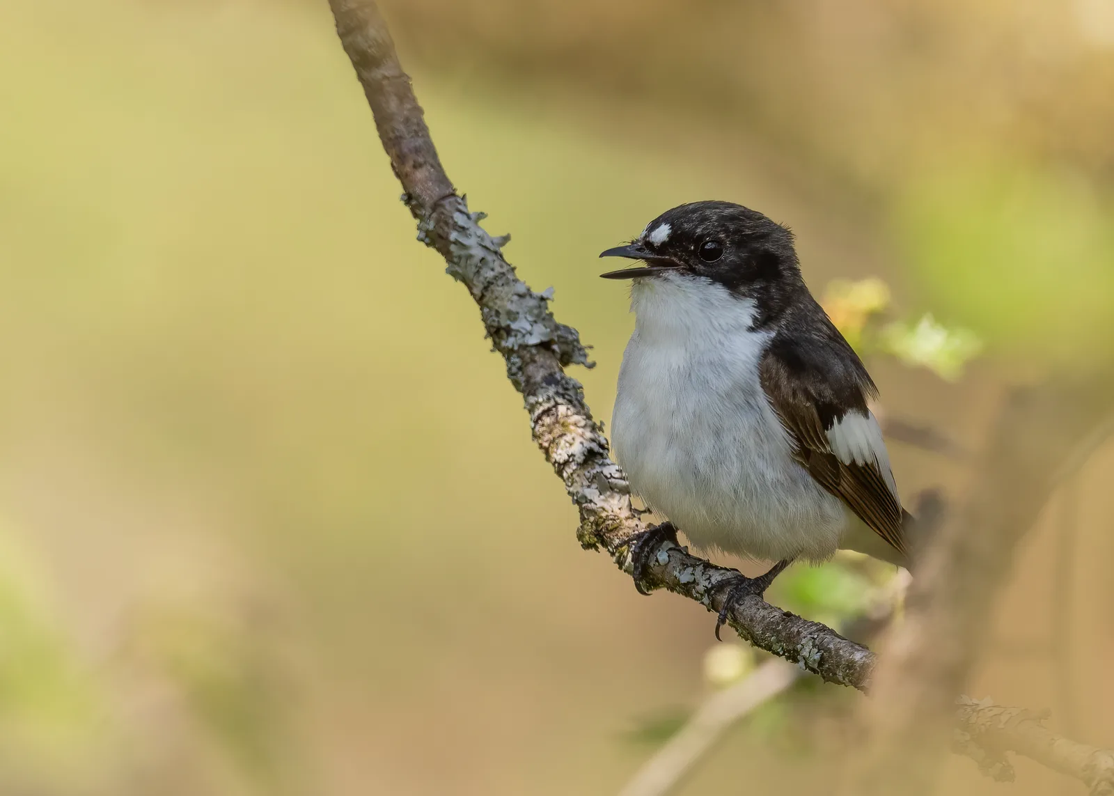 A male European pied flycatcher perched on a lichen-covered branch in Scotland