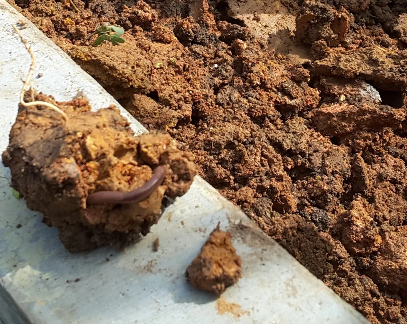An earthworm on a clod of soil resting on a spade