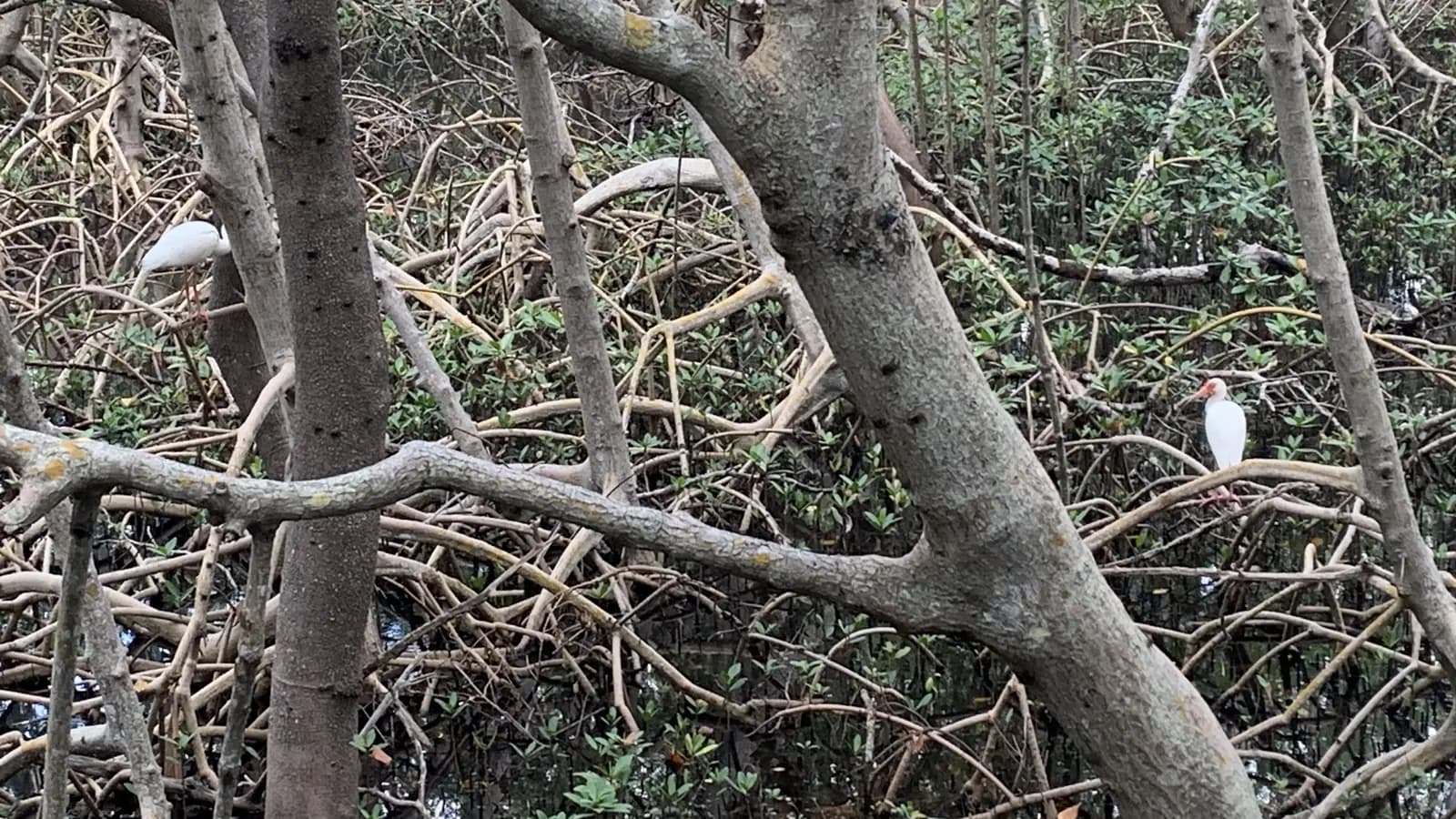 Mangrove trunks and tangled roots above water, with white birds among the branches.